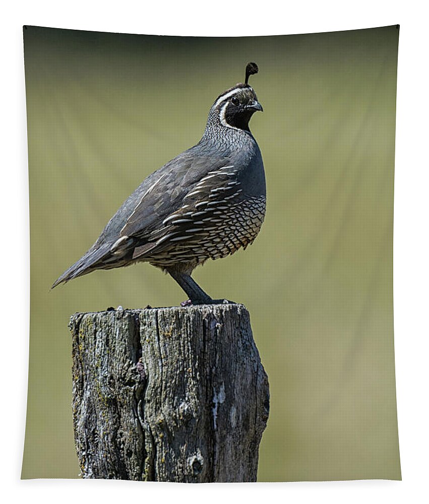 Quail Tapestry featuring the photograph Dan by Craig Leaper
