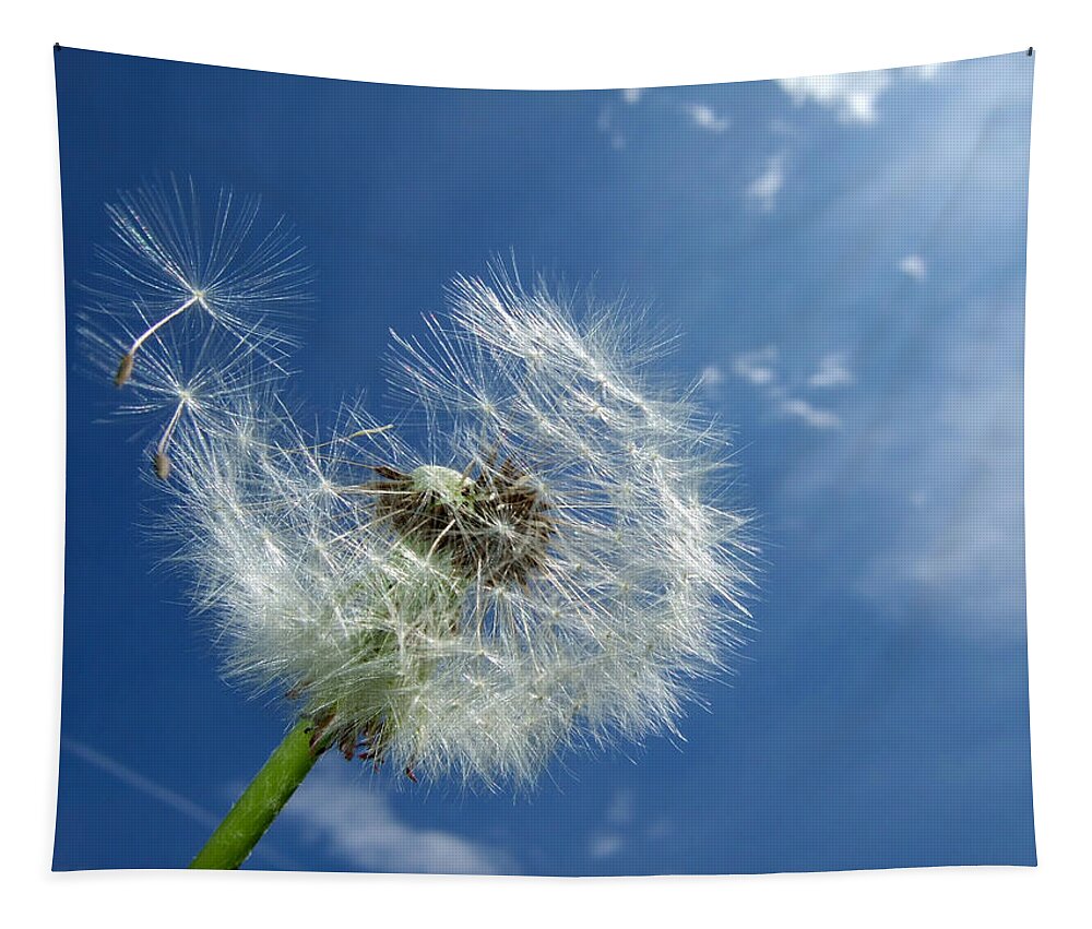 Dandelion Tapestry featuring the photograph Dandelion and blue sky by Matthias Hauser