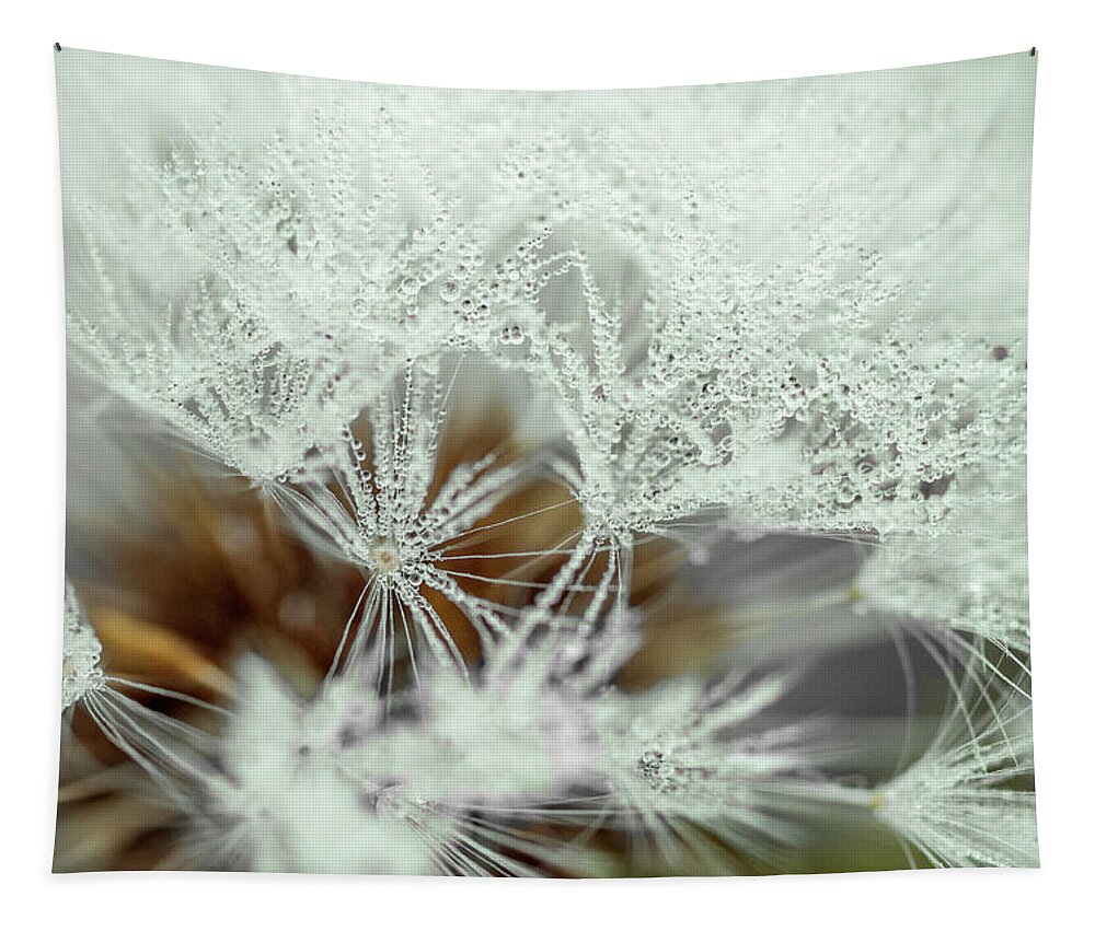 Background Tapestry featuring the photograph Dandelion with droplets II by Paulo Goncalves