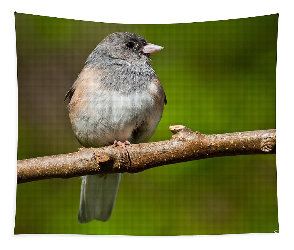 Adult Tapestry featuring the photograph Dark Eyed Junco Perched on a Branch by Jeff Goulden