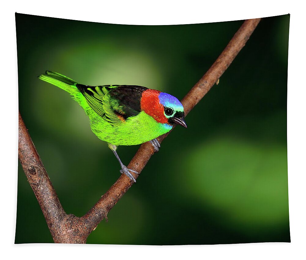 Red-necked Tanager Tapestry featuring the photograph Dark to Light by Tony Beck