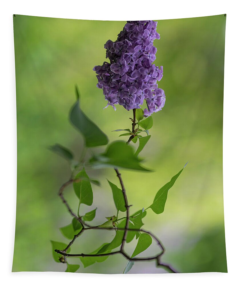 Flower Tapestry featuring the photograph Dark violet lilac by Jaroslaw Blaminsky