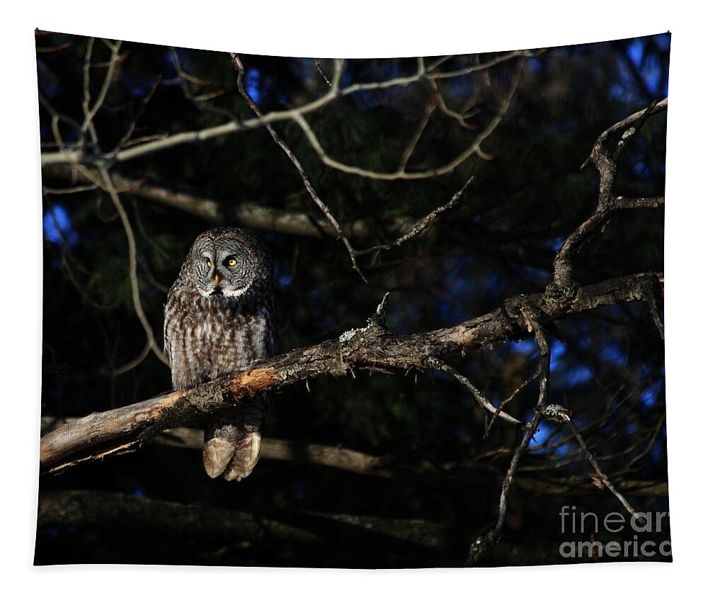 Owls Tapestry featuring the photograph Darkness I defy thee by Heather King