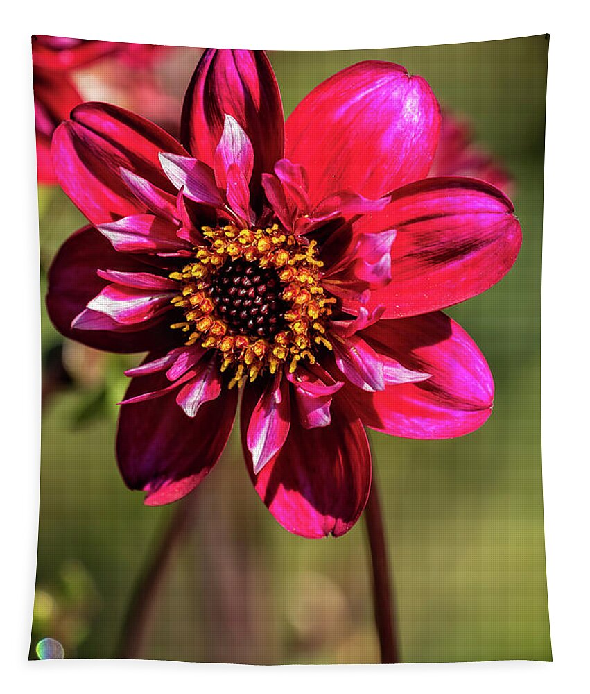 Dahlia Tapestry featuring the photograph Darling Dahlia by Belinda Greb