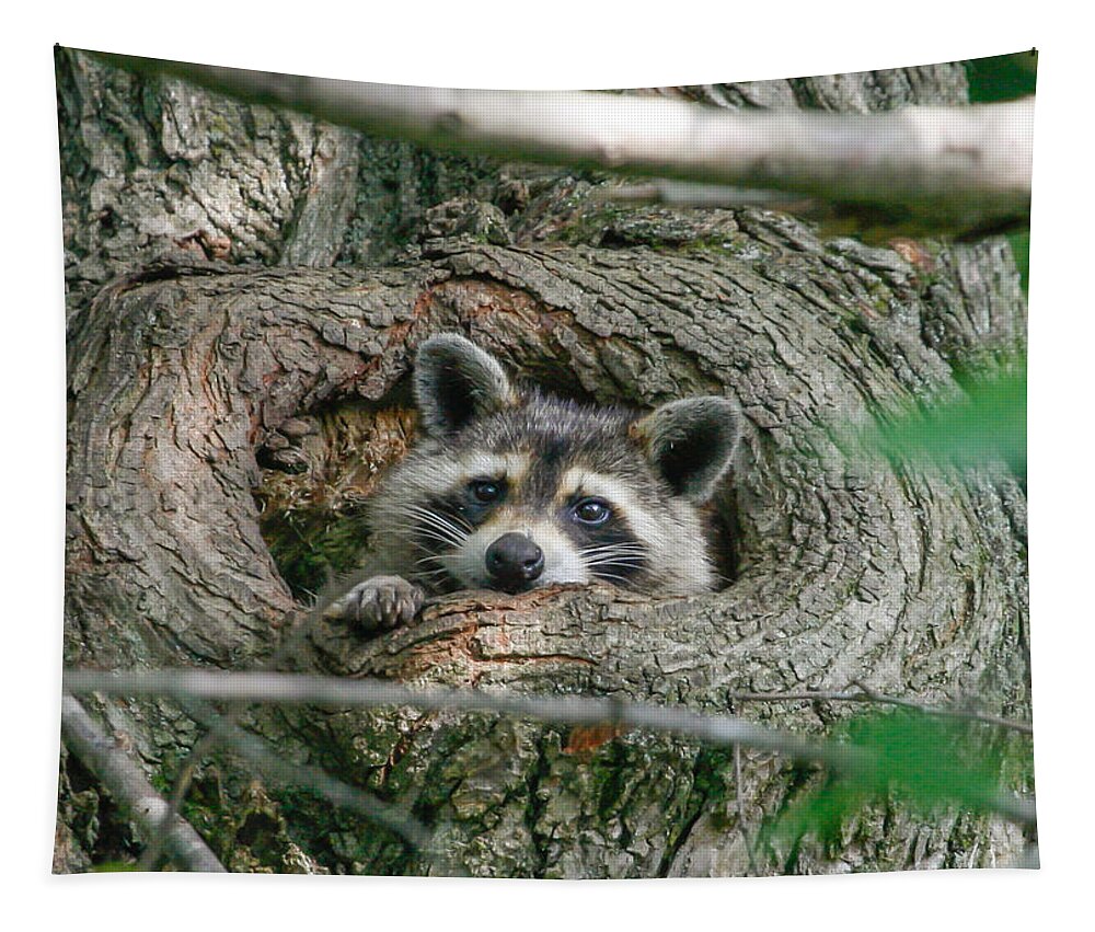 Raccoon Tapestry featuring the photograph Daydreaming by Gina Fitzhugh