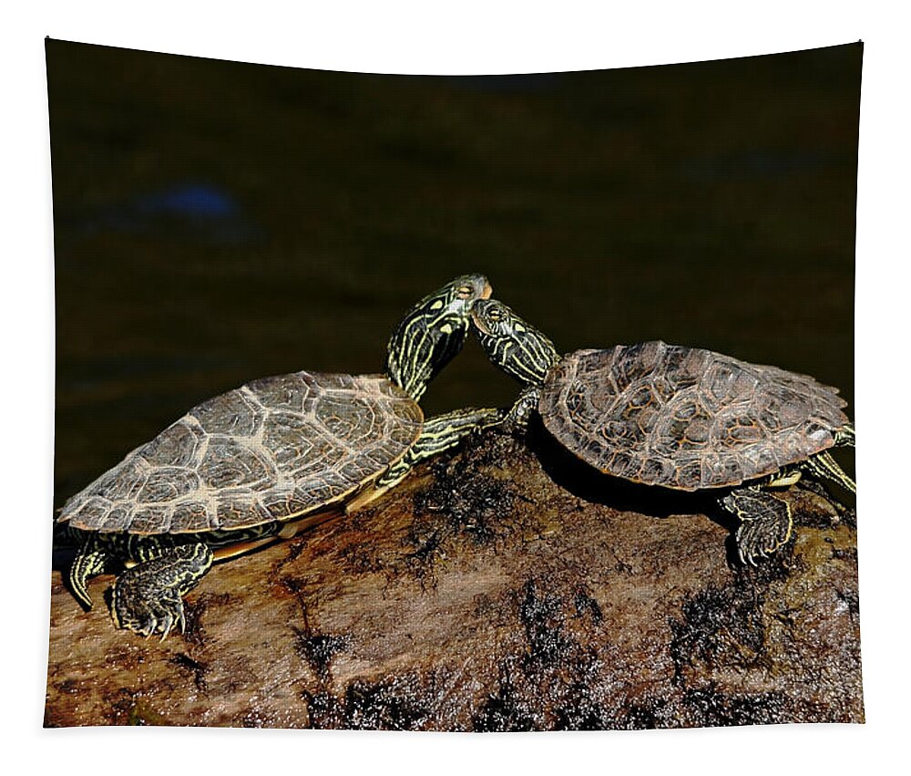 Turtles Tapestry featuring the photograph Dazzle Me by Debbie Oppermann
