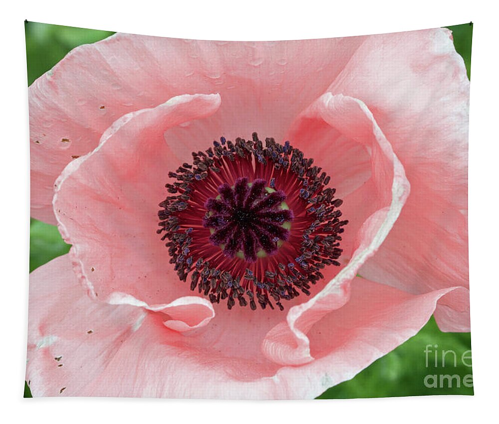 Flower Tapestry featuring the photograph Deep Pink by Jim Gillen