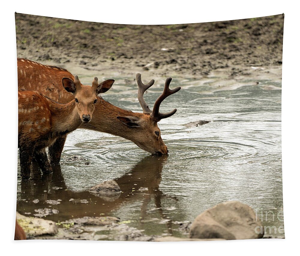 Deer Tapestry featuring the photograph Deer drinking by Sam Rino