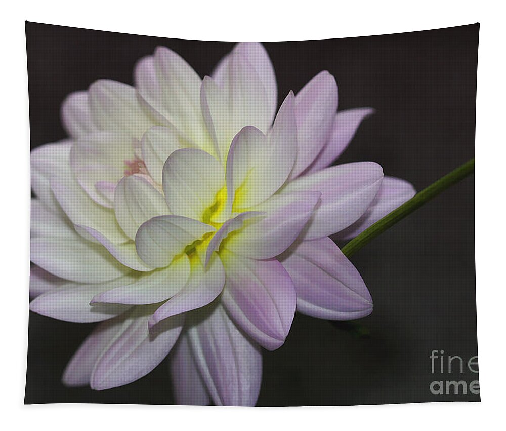 Flower Tapestry featuring the photograph Delicate Dahlia Balance by Deborah Benoit