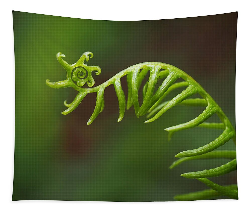 Fern Tapestry featuring the photograph Delicate Fern Frond Spiral by Rona Black