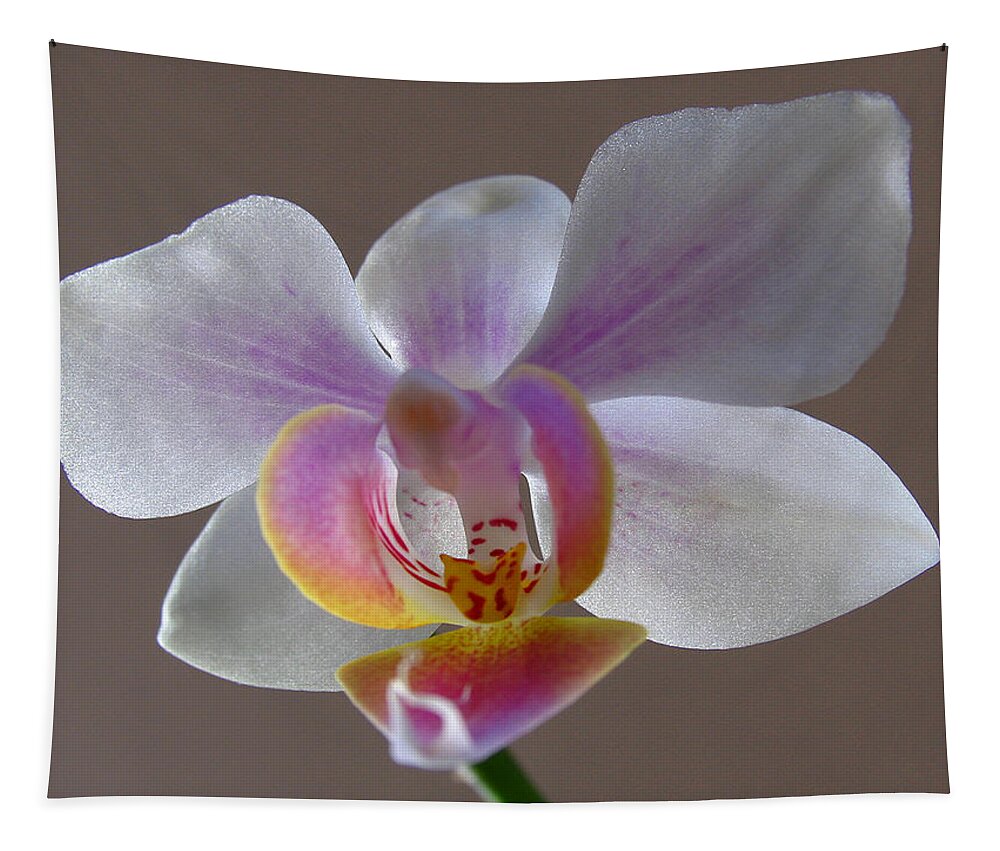 Keefe Tapestry featuring the photograph Delicate Orchid by Juergen Roth