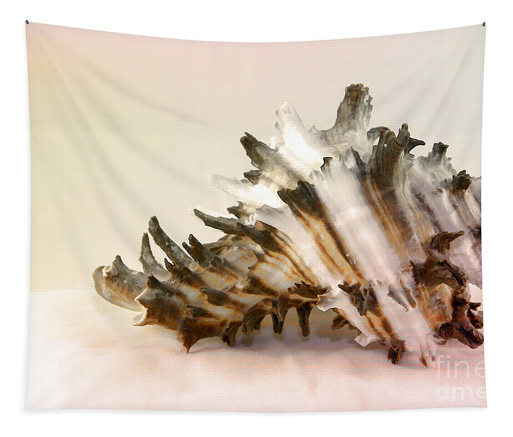 Shell Tapestry featuring the photograph Delicate Shell by Teresa Zieba