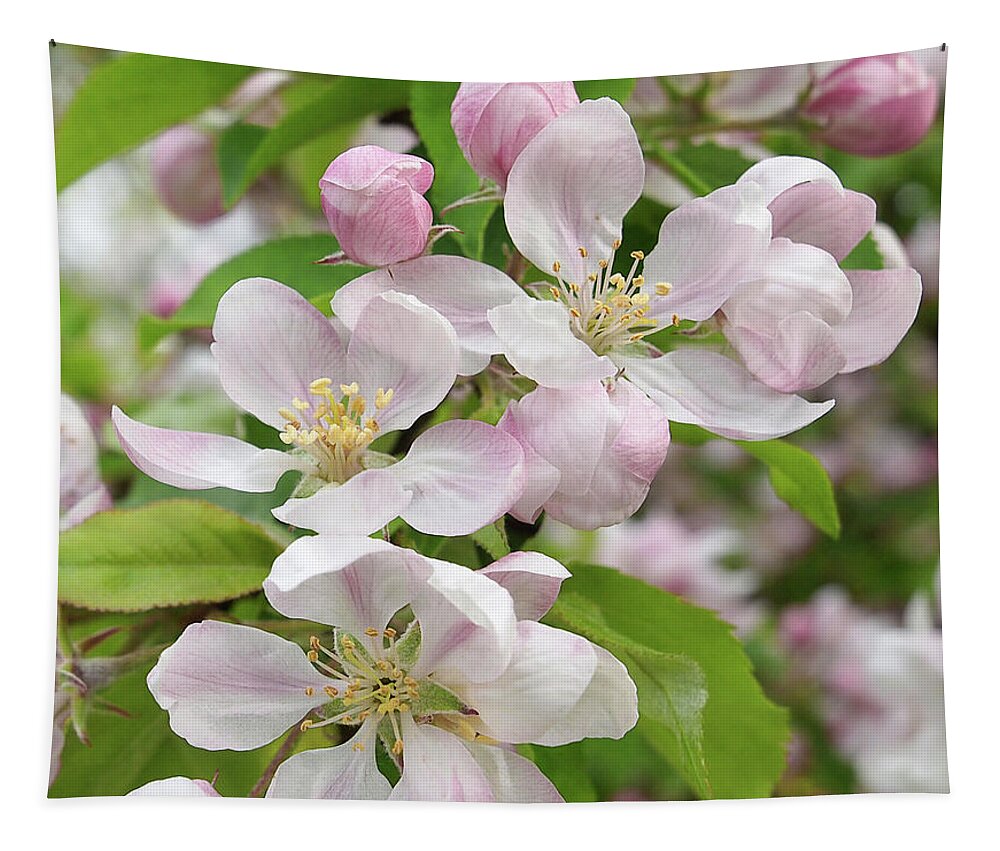 Apple Blossom Tapestry featuring the photograph Delicate Soft Pink Apple Blossom by Gill Billington