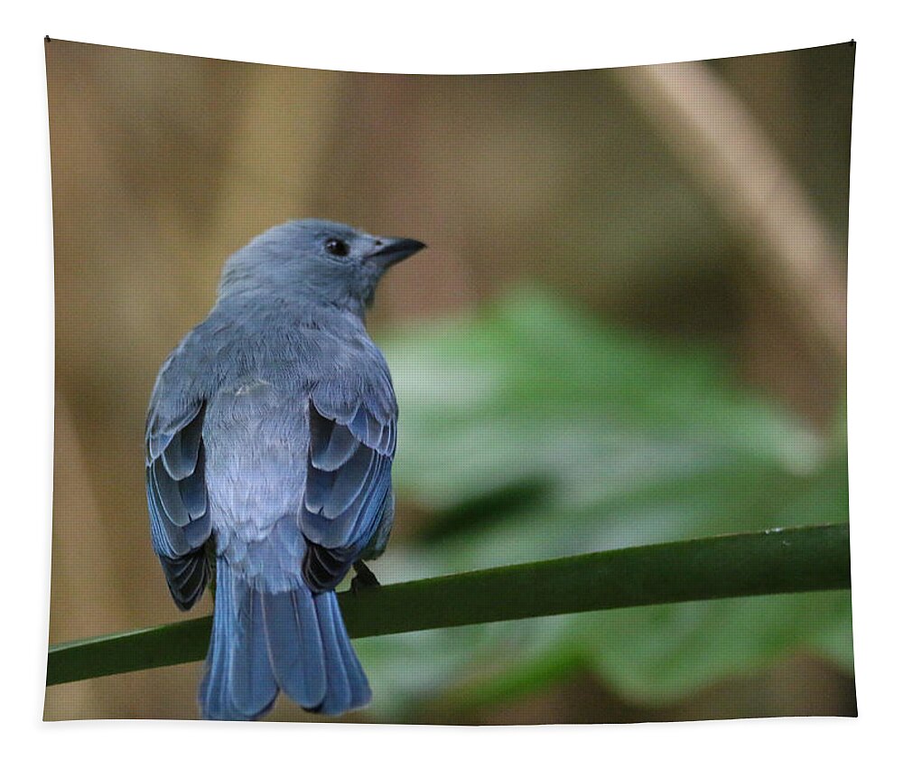 Blue-gray Tanager Tapestry featuring the photograph Denim Blue by Living Color Photography Lorraine Lynch