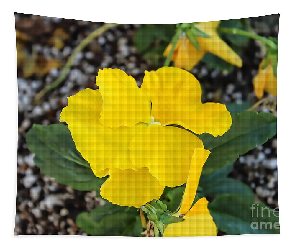Macro Tapestry featuring the photograph Floral Desert Beauty by Roberta Byram