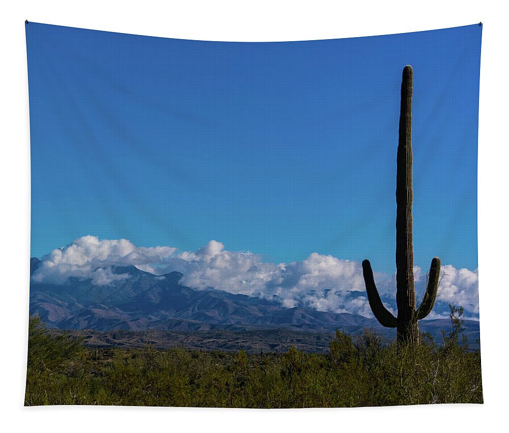 Desert Tapestry featuring the photograph Desert Inversion Cactus by Douglas Killourie