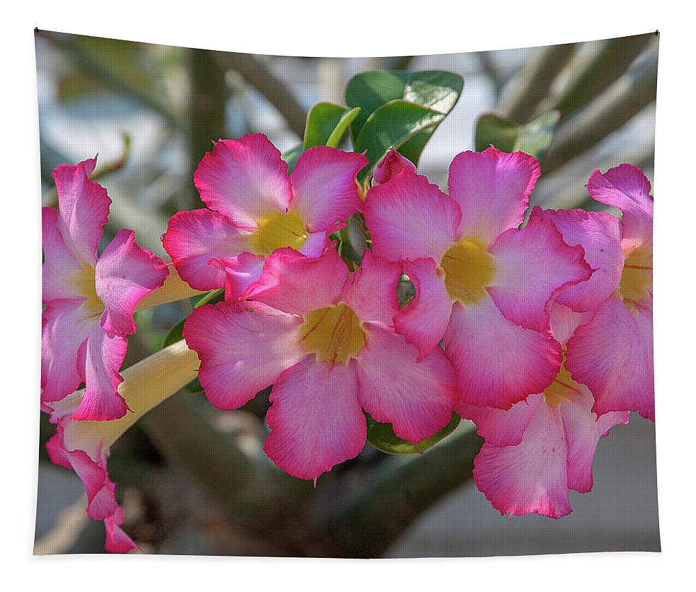 Scenic Tapestry featuring the photograph Desert Rose or Chuanchom DTHB2105 by Gerry Gantt