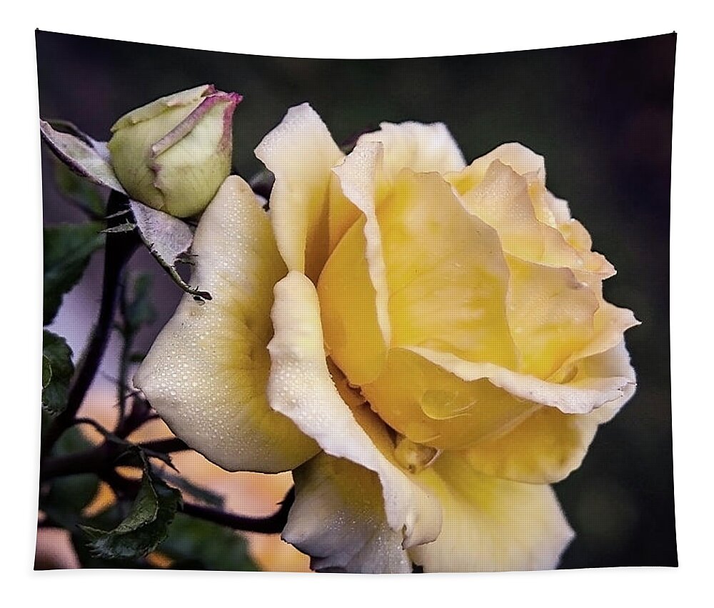 Rose Tapestry featuring the photograph Dew on a rose by Vanessa Thomas
