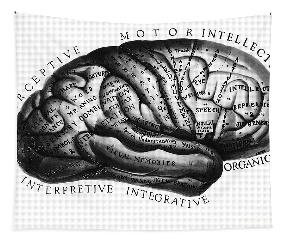 Brain Tapestry featuring the photograph Diagram Of Brain Functions by Omikron