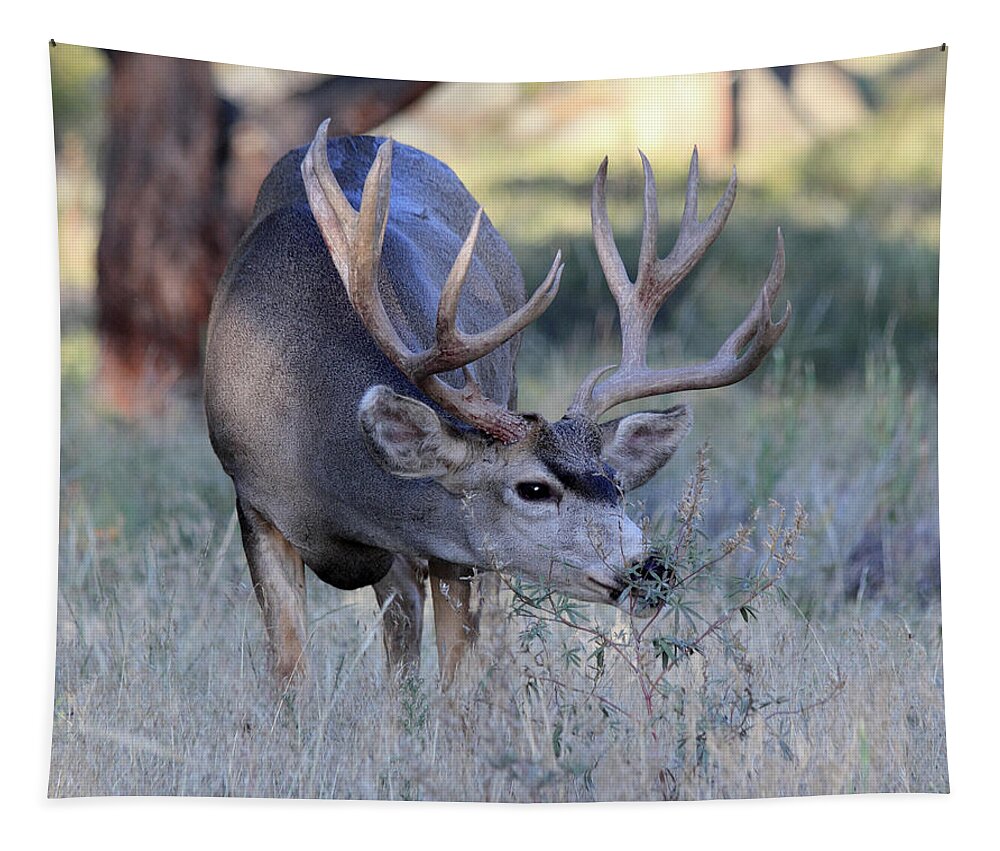 Mule Deer Tapestry featuring the photograph Dinner Time by Shane Bechler