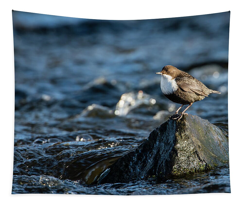 Dipper On The Rock Tapestry featuring the photograph Dipper on the rock by Torbjorn Swenelius