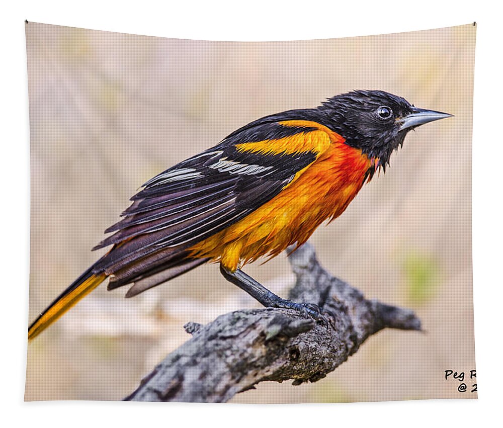Bird Tapestry featuring the photograph Disgruntled Oriole by Peg Runyan