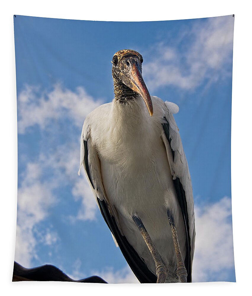 Stork Tapestry featuring the photograph Do I Know You by Christopher Holmes