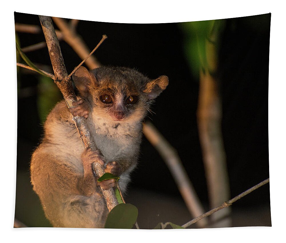 Lemur Tapestry featuring the photograph Do You Know What Time It Is by Alex Lapidus