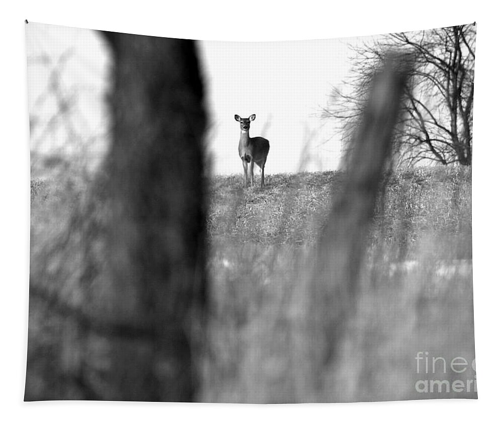 Scene Tapestry featuring the photograph Doe in Autumn Black and White by Angela Rath
