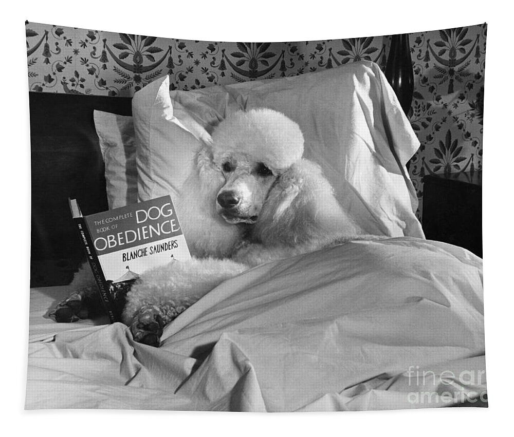 Animal Tapestry featuring the photograph Dog Reading in Bed by M E Browning and Photo Researchers