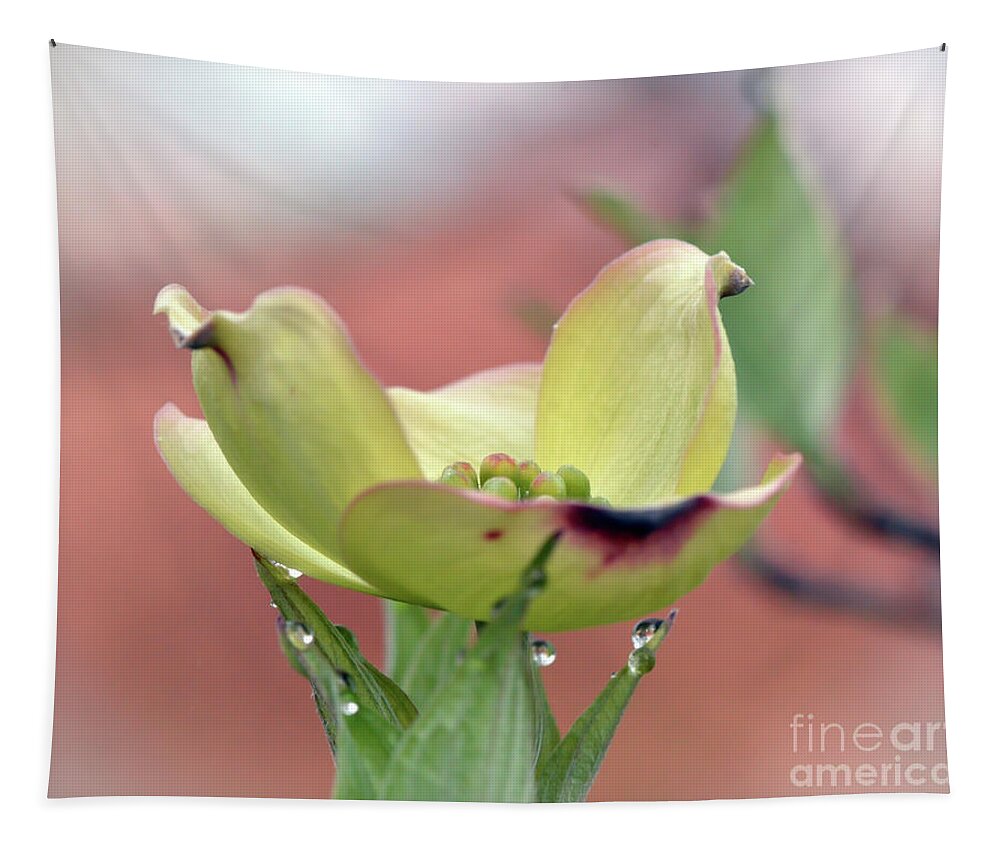 Dogwood Blossom Tapestry featuring the photograph Dogwood Blossom by Kerri Farley