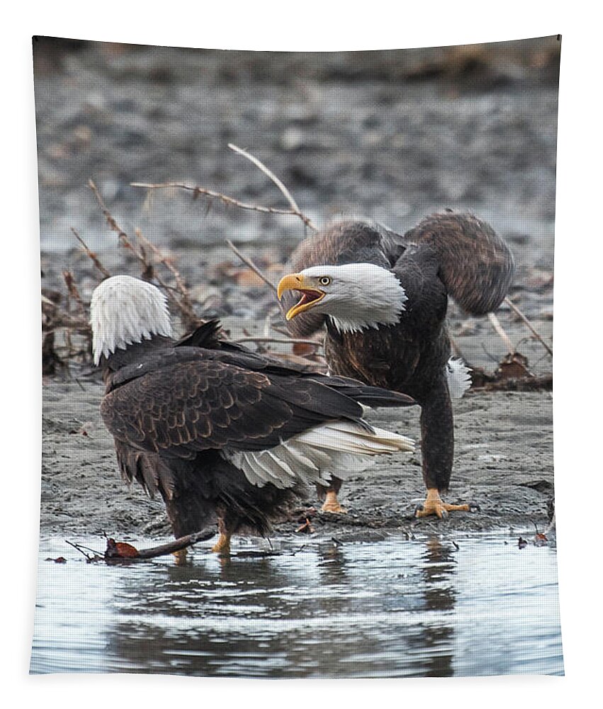Bald Eagle Tapestry featuring the photograph Domestic Dispute by David Kirby