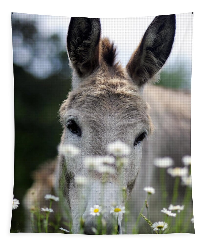 Donkeys Tapestry featuring the photograph Donkey #1822 by Carien Schippers