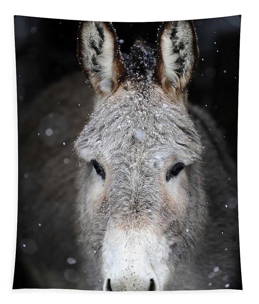 Donkeys Tapestry featuring the photograph Donkeys #942 by Carien Schippers