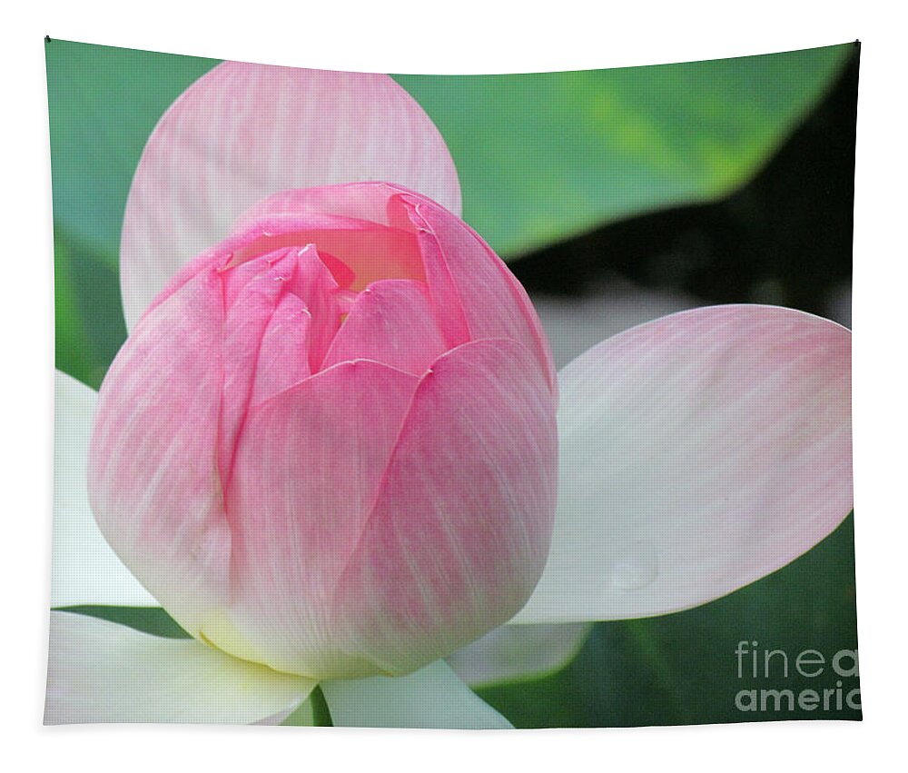 Flower Tapestry featuring the photograph Lotus Petals Gently Unfurl by Lori Lafargue