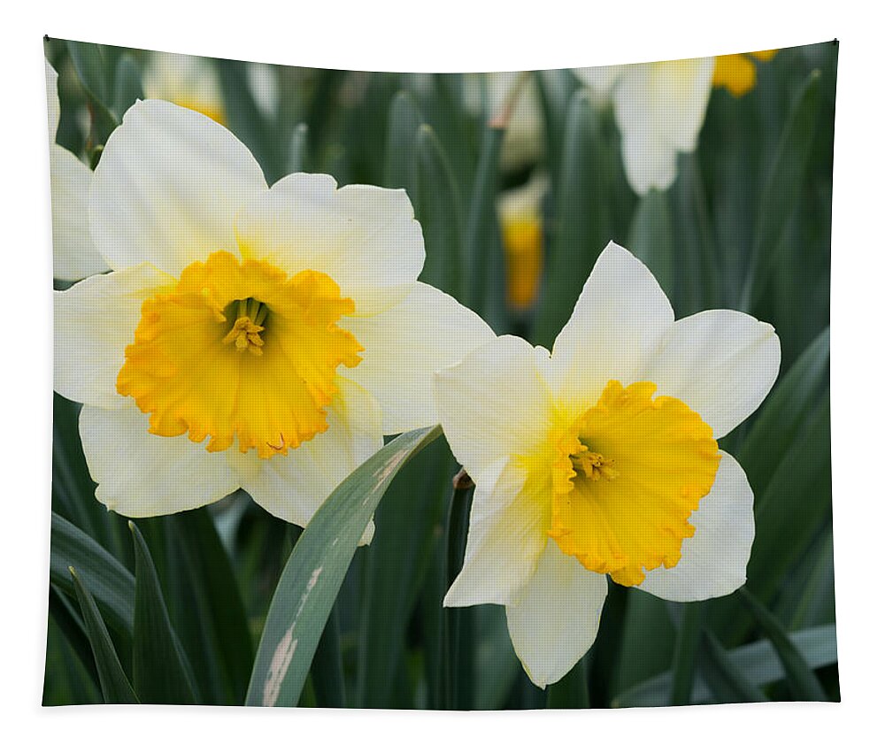 Daffodils Tapestry featuring the photograph Double Daffodils by Holden The Moment