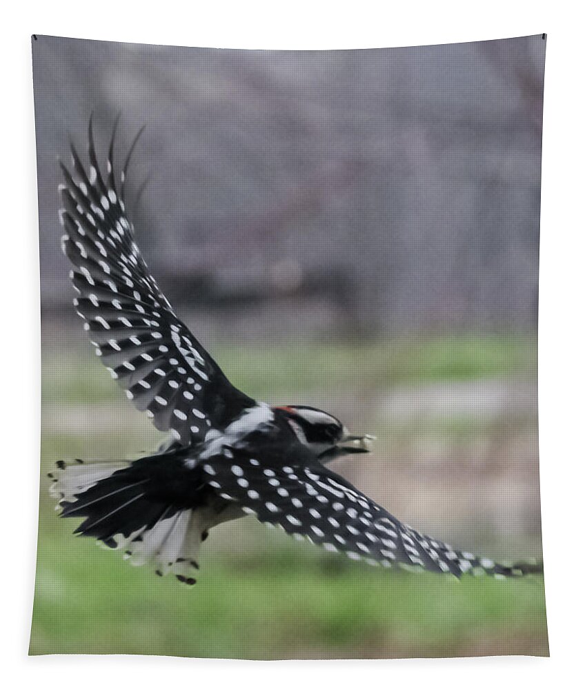 Jan Tapestry featuring the photograph Downy Woodpecker in Flight by Holden The Moment