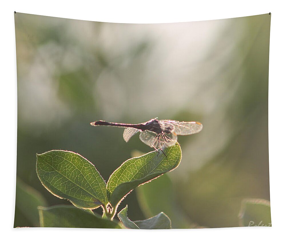 Insect Tapestry featuring the photograph Dragonfly Basking in the Twilight by Robert Banach