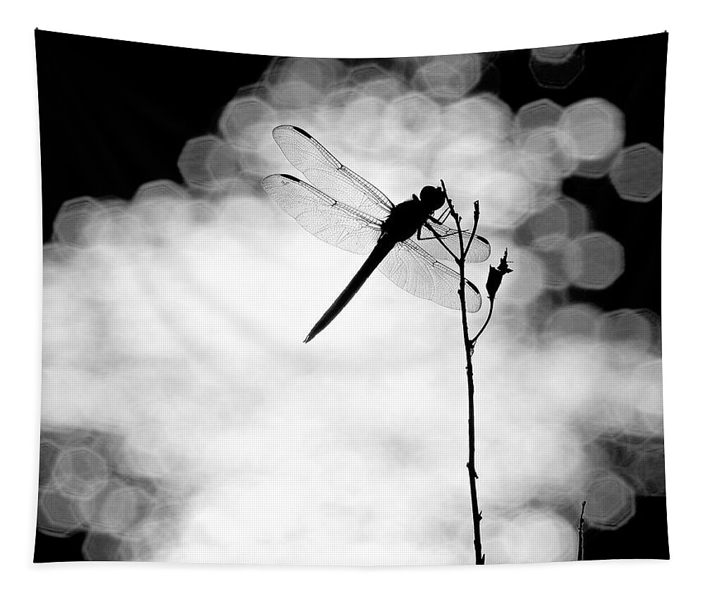 Dragonfly Tapestry featuring the photograph Dragonfly Lit by Rachel Morrison