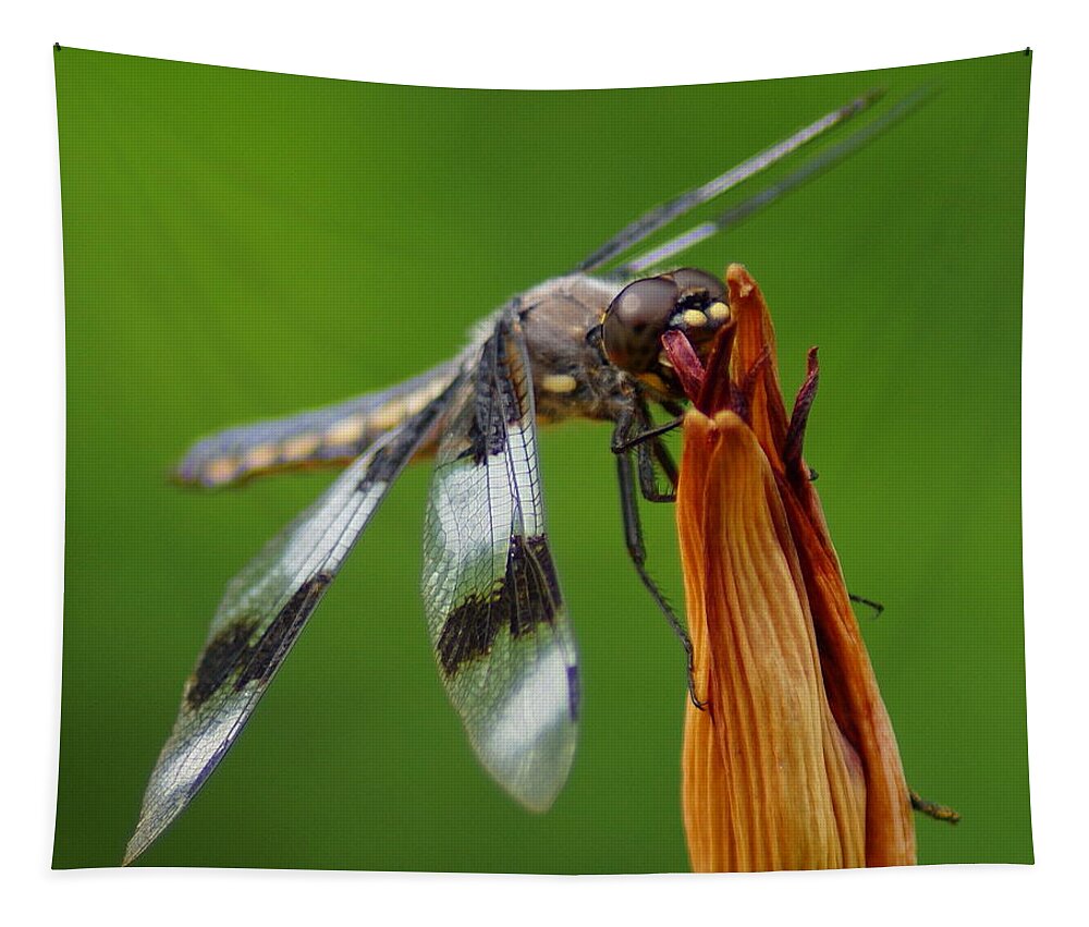 Dragonfly Tapestry featuring the photograph Dragonfly Portrait 2 by Ben Upham III
