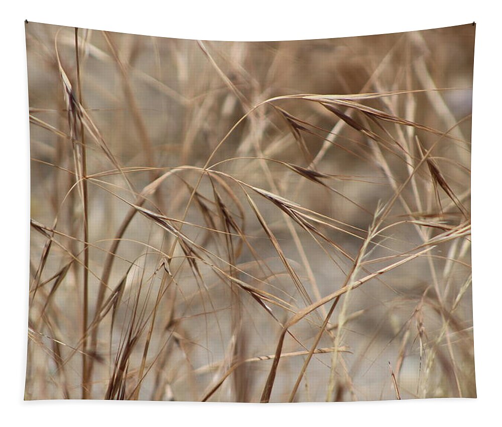 Honey Brown Grass Tapestry featuring the photograph Dried Wheat Grass in SoCal Sun by Colleen Cornelius
