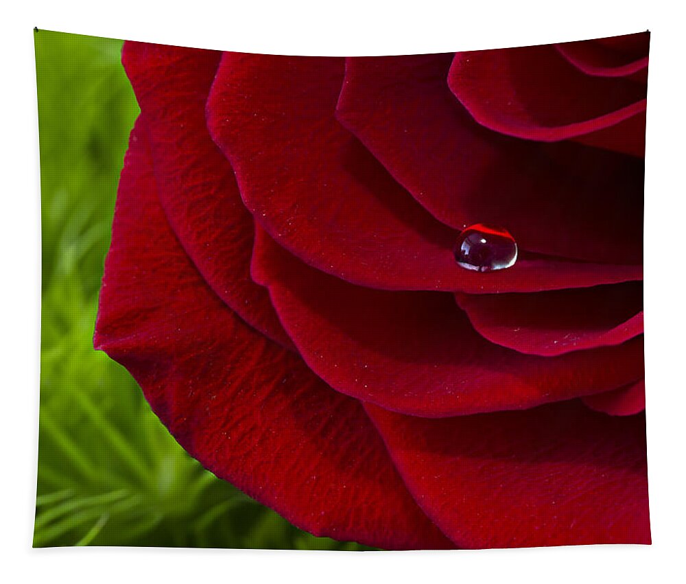 Wall Art Tapestry featuring the photograph Drop on a Rose by Marlo Horne