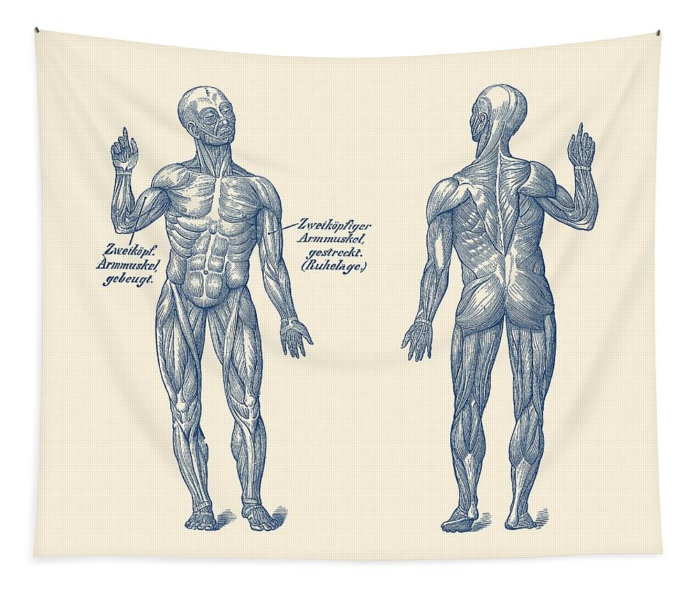 Human Body Tapestry featuring the photograph Dual View Arm Muscular System - German Diagram - Vintage Anatomy by Vintage Anatomy Prints