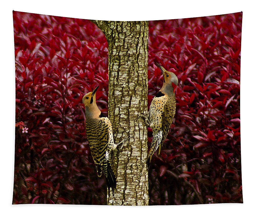 Usa Tapestry featuring the photograph Dueling Woodpeckers by LeeAnn McLaneGoetz McLaneGoetzStudioLLCcom