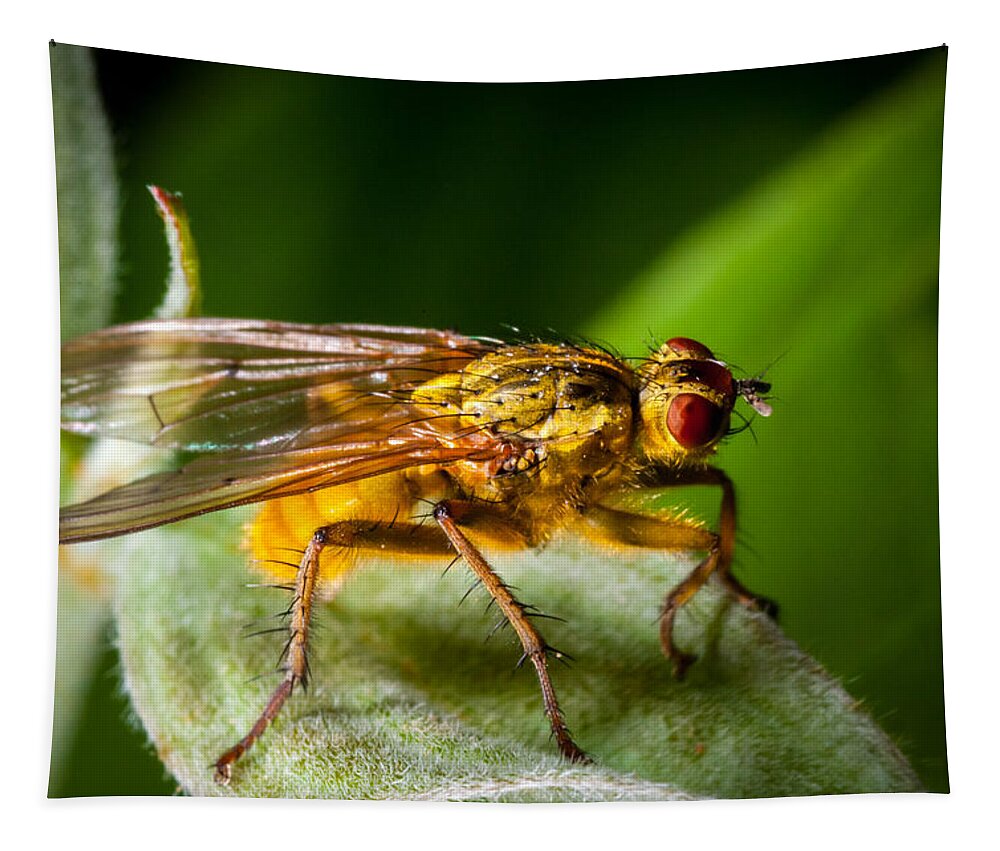 Insect Tapestry featuring the photograph Dung Fly on Leaf by Jeff Phillippi