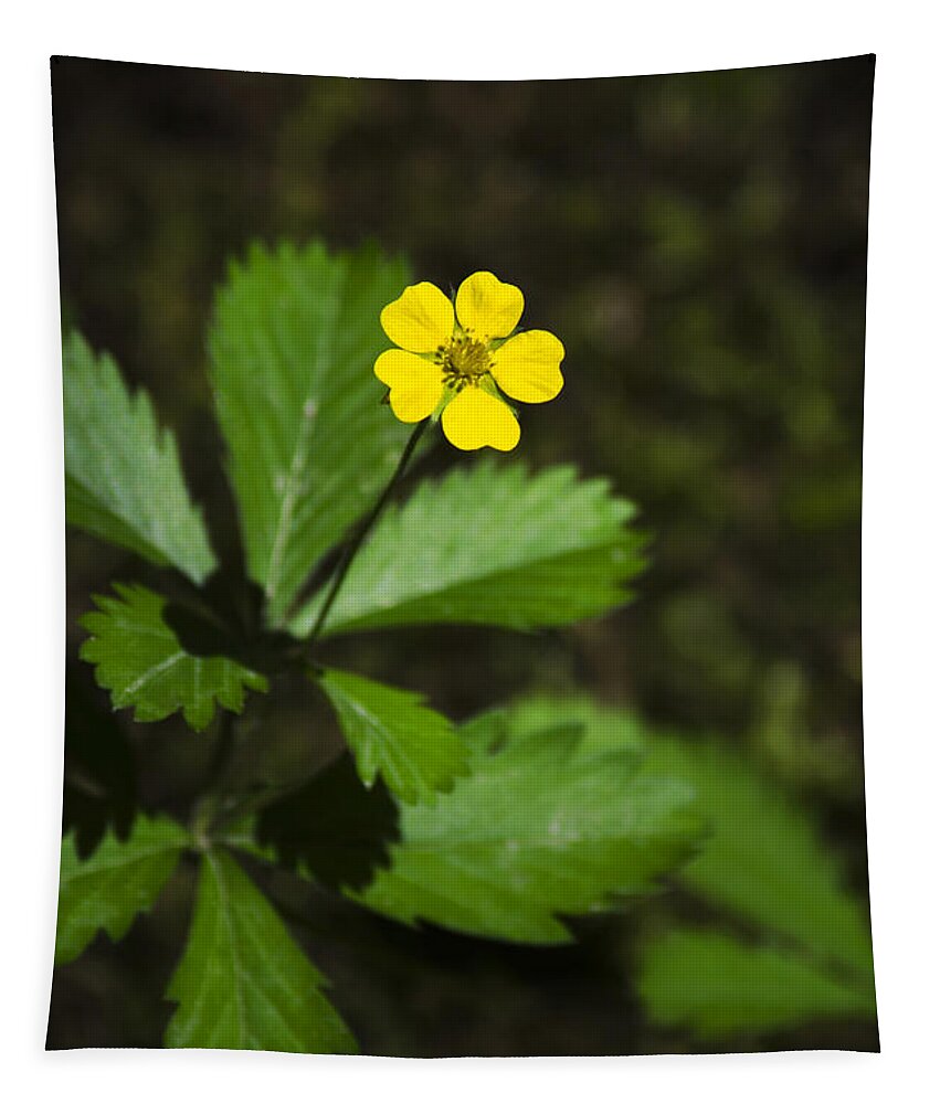 Flowers Tapestry featuring the photograph Dwarf Cinquefoil Flower by Christina Rollo