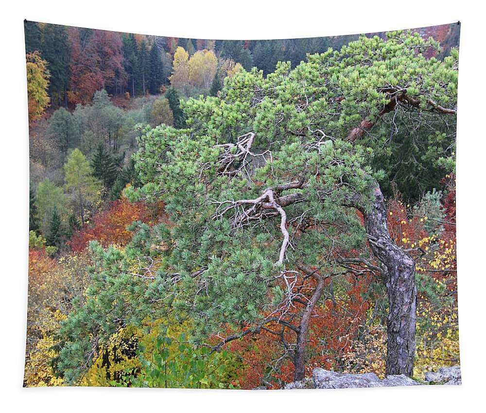 Pine Tapestry featuring the photograph Dwarf pine trees over the autumn forest by Michal Boubin