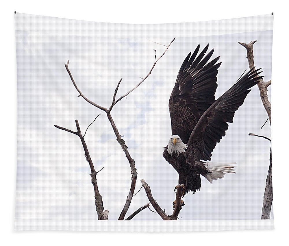 Eagle Tapestry featuring the photograph Eagle by Everet Regal