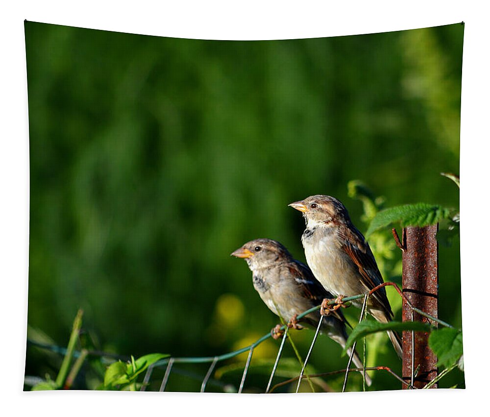Birds Tapestry featuring the photograph Early Birds in The Garden by Dianne Cowen Cape Cod Photography