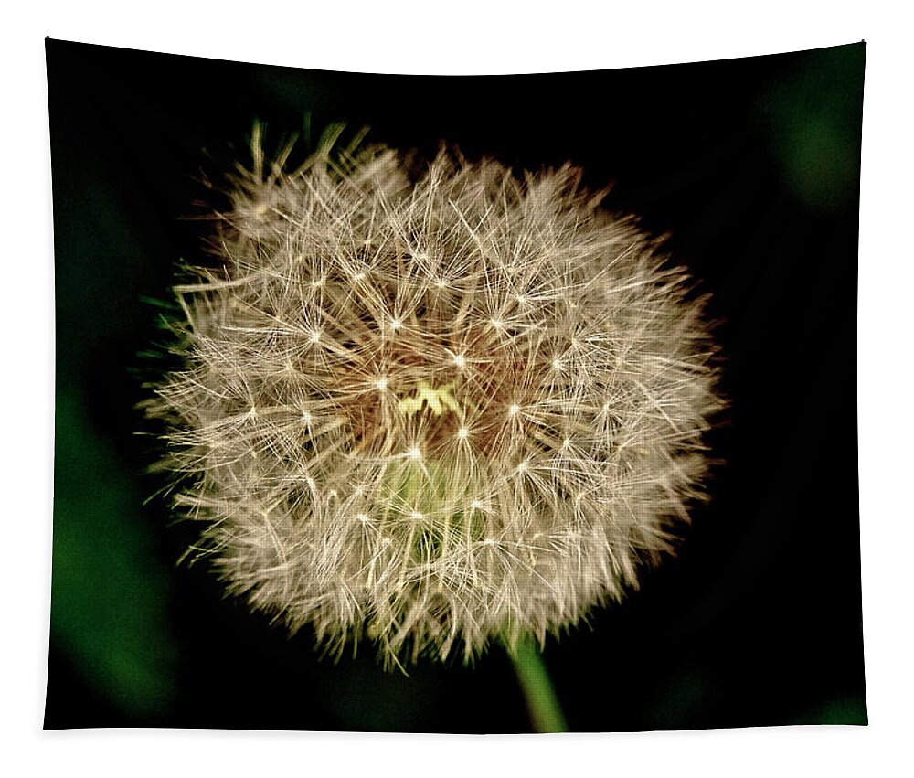 Dandelion Tapestry featuring the photograph Early in the morning. by Elena Perelman